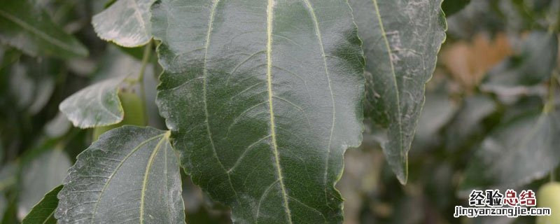 代森铵的作用与功效 水产用代森铵的作用与功效