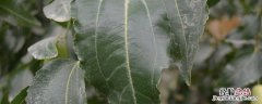 代森铵的作用与功效 水产用代森铵的作用与功效