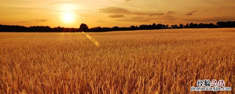 冷水米是什么米 冷水米图片