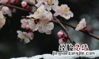 春分后还会有倒春寒吗 今年春天会出现倒春寒吗