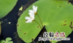 金线莲如何分株 金银莲花怎么分株