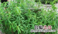怎么种跳舞草 跳舞草怎么养更好
