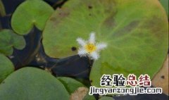 金银莲花怎么养 金银莲花的养殖方法注意事项
