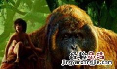 奇幻森林一共有几部电视剧 奇幻森林一共有几部