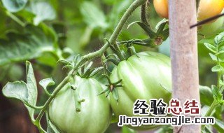 青番茄有毒吗能吃吗 青番茄有毒吗