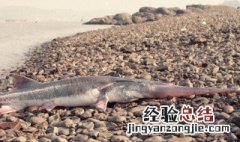 鲟鱼的功效与作用及营养 鲟鱼的功效与作用
