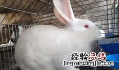 兔子怎么样养才好 兔子怎么样养才好养