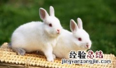 兔子怎么个养法 兔子,怎么养