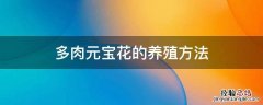 多肉金元宝的养殖方法 多肉元宝花的养殖方法