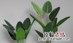 天堂鸟和芭蕉树哪个好养 旅人蕉和天堂鸟的好养