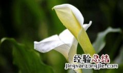 马蹄莲怎么养 白色马蹄莲怎么养