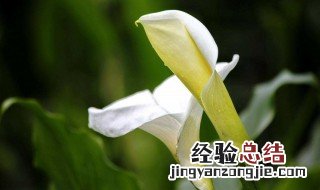 马蹄莲怎么养 白色马蹄莲怎么养