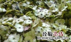 中草药金钱柳的功效与作用 金钱柳的功效与作用