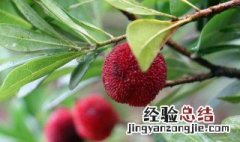 杨梅树皮泡酒功效 杨梅树皮泡酒功效与禁忌