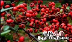 门前栽红果树风水好吗? 门前种红果树好吗