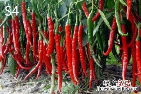 印度椒s17和s4区别 印度椒s17和s14区别