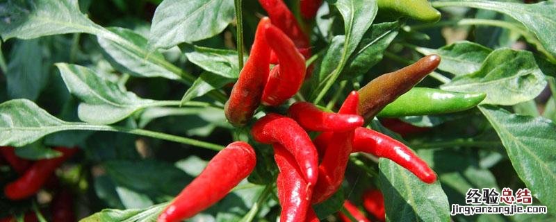 朝天椒立枯病用什么药 朝天椒死棵打什么药是啥病