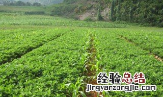 花生什么时侯种好 花生什么时侯种好呢