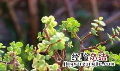 金枝玉叶怎么养才扦插 金枝玉叶怎么养才扦插成活