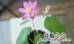 碗莲种藕什么时候种植最好 碗莲种藕什么时候种合适