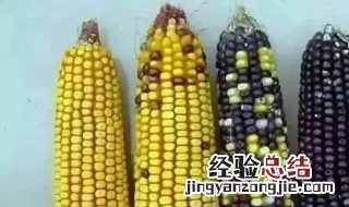 为什么玉米是异花传粉 玉米为什么要异花传粉