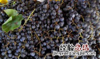 东北什么时候种葡萄树合适 东北什么时候种葡萄