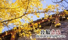 银杏为什么不能种院子里呢 银杏为什么不能种院子里