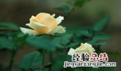怎么水里养玫瑰花 怎么水里养玫瑰花好看