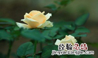 怎么水里养玫瑰花 怎么水里养玫瑰花好看