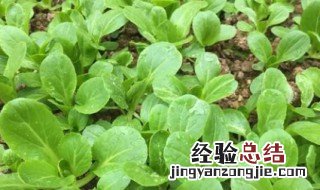 北方四月种什么菜合适 北方四月种什么菜最合适