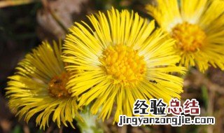 蜜款冬花的功效与作用及禁忌 蜜款冬花的功效与作用