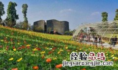 庭院门前种什么花好 庭院门前种什么