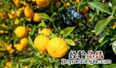 香泡的功效与作用香泡的形状 香泡的功效与作用