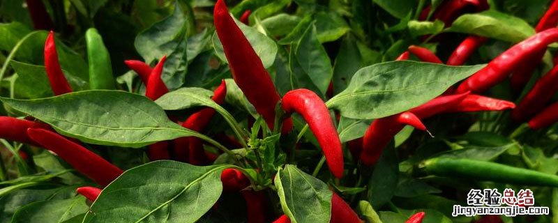 石柱红和子弹头的区别