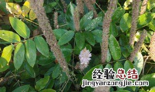 石参根的功效与作用 石参的功效与作用