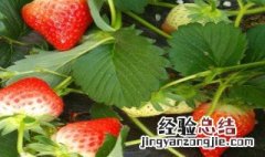 丹东草莓是反季节水果吗 丹东草莓是什么季节的水果
