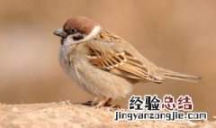 家中麻雀做窝好吗 家里有麻雀做窝好不好