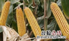 3系玉米的特点介绍 3系玉米的特点