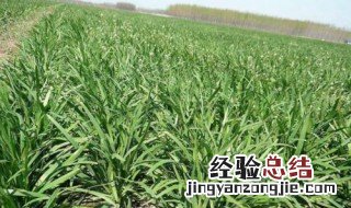 移栽韭菜为什么要剪根子 移栽韭菜为什么要剪根