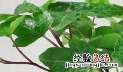 洋甘菊插花怎么养 洋甘菊插花怎么养殖