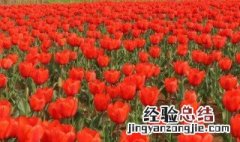 红色含笑怎么养 红色含笑花有香味吗