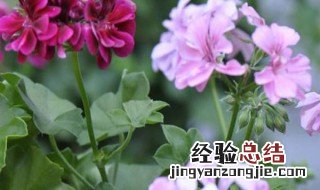 天竺葵北方冬天怎么养 天竺葵在北京冬天怎么养