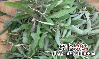 曲麻菜的功效与作用 麻菜的功效与作用