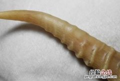 羚羊角 羚羊角是违禁品吗