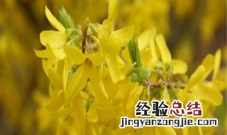 连翘花的颜色是什么样的 连翘开花有几种颜色
