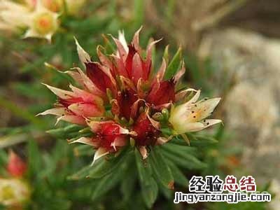 红景天的副作用 红景天的功效与作用,红景天的副作用