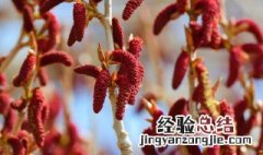 杨树花的功效与作用 兽用杨树花的功效与作用