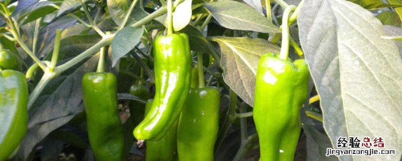 牛角椒小叶病的防治 花椒小叶病怎么治