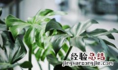 姬龟背怎么养殖 姬龟背怎么养
