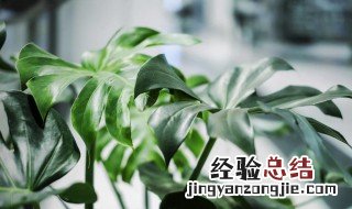 姬龟背怎么养殖 姬龟背怎么养